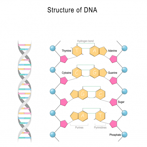 The structure of DNA